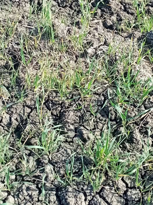 لو سمحتم اريد نصيحه لوجه الله ارش القمح دي ايه القمح اصفر